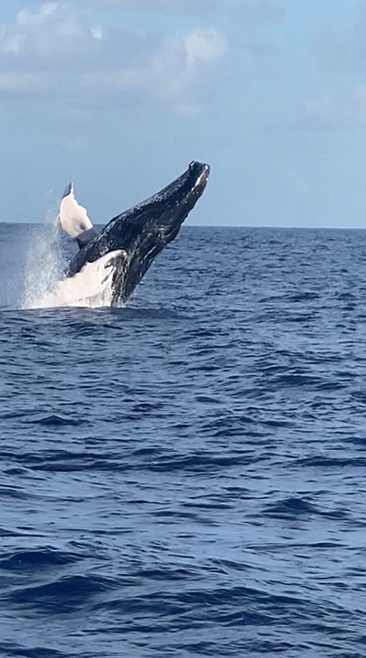 whale breaching water on offshore fishing charter